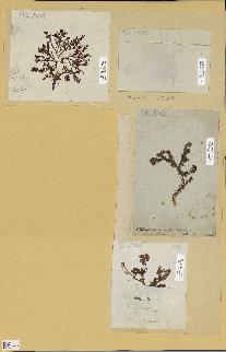 spécimen de Chrysymenia sp.