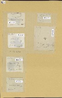 spécimen de Chrysymenia uvaria
