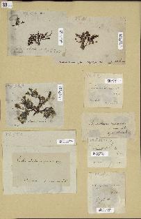 spécimen de Chrysymenia sp.