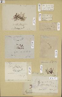 spécimen de Hypnea multicornis
