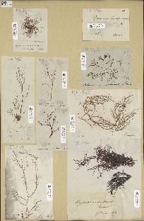 spécimen de Hypnea musciformis
