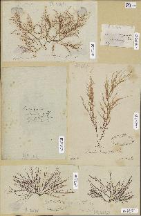 spécimen de Laurencia sp.