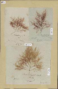 spécimen de Laurencia dasyphylla