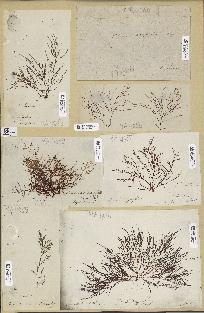 spécimen de Laurencia dasyphylla