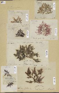 spécimen de Laurencia sp.