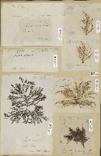 spécimen de Laurencia obtusa
