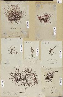 spécimen de Laurencia sp.