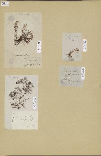spécimen de Laurencia sp.