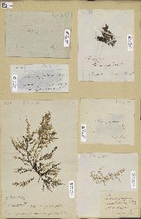 spécimen de Laurencia papillata