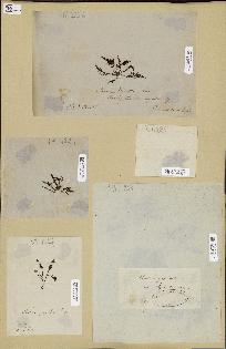 spécimen de Laurencia sp.