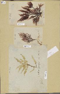 spécimen de Laurencia pinnatifida