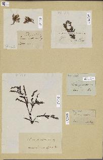 spécimen de Laurencia pinnatifida