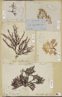 spécimen de Laurencia sp.