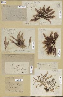 spécimen de Laurencia pinnatifida
