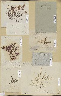 spécimen de Laurencia sp.