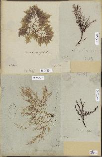 spécimen de Laurencia sp.
