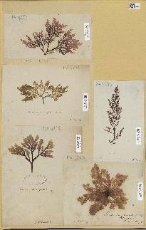 spécimen de Laurencia pinnatifida