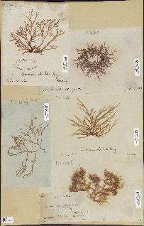 spécimen de Lomentaria sp.