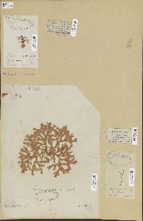 spécimen de Lomentaria sp.