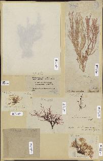 spécimen de Lomentaria sp.
