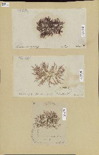 spécimen de Lomentaria sp.