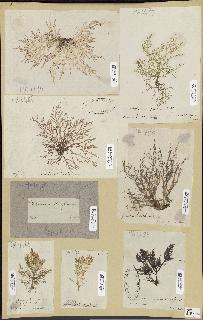 spécimen de Lomentaria kaliformis