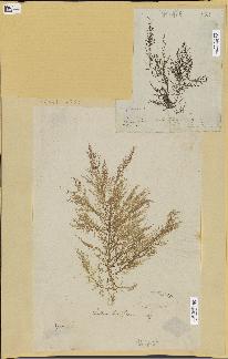 spécimen de Lomentaria kaliformis