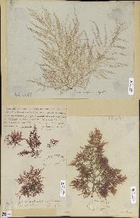 spécimen de Lomentaria sp.