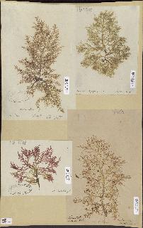 spécimen de Lomentaria sp.