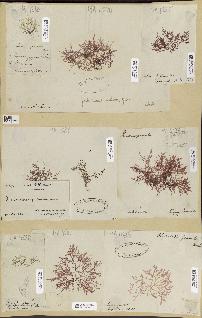 spécimen de Lomentaria sp.