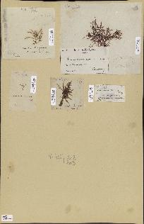 spécimen de Lomentaria sp.