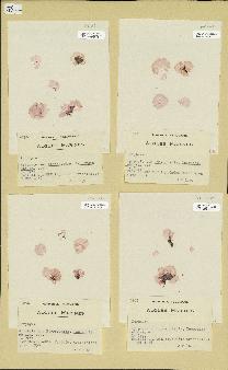 spécimen de Porphyra sp.