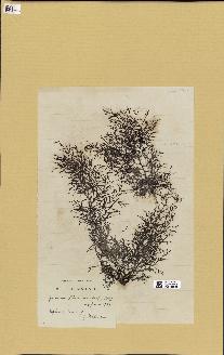 spécimen de Cystoseira fimbriata