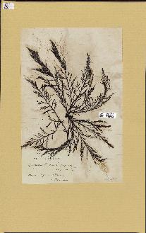 spécimen de Cystoseira fimbriata