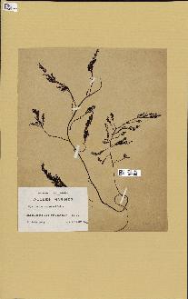 spécimen de Cystoseira fimbriata