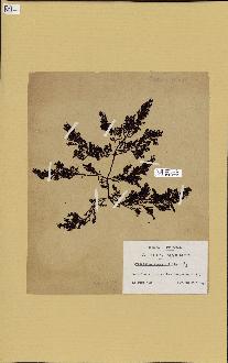 spécimen de Cystoseira fimbriata