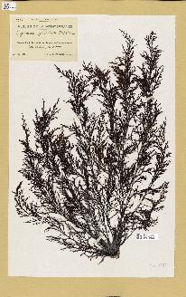 spécimen de Cystoseira opuntioides