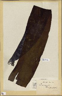 spécimen de Laminaria ruprechtii
