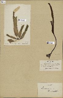 spécimen de Laminaria ruprechtii