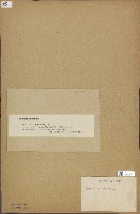 spécimen de Laminaria rodriguezii
