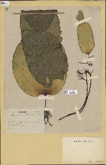 spécimen de Laminaria rodriguezii