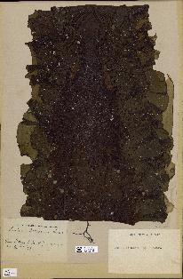 spécimen de Laminaria rodriguezii