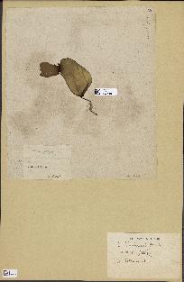 spécimen de Laminaria rodriguezii