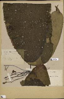 spécimen de Laminaria rodriguezii