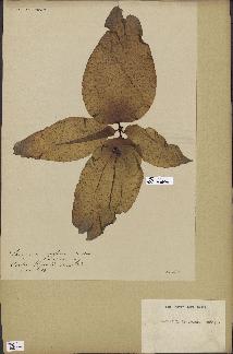 spécimen de Laminaria reniformis