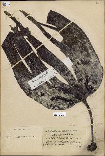 spécimen de Laminaria platymeris