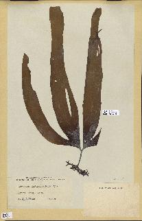 spécimen de Laminaria platymeris