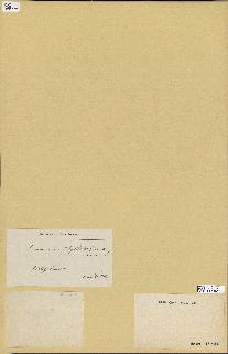 spécimen de Laminaria phyllitis