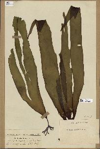 spécimen de Laminaria pallida