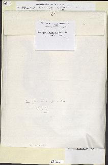 spécimen de Laminaria ochroleuca